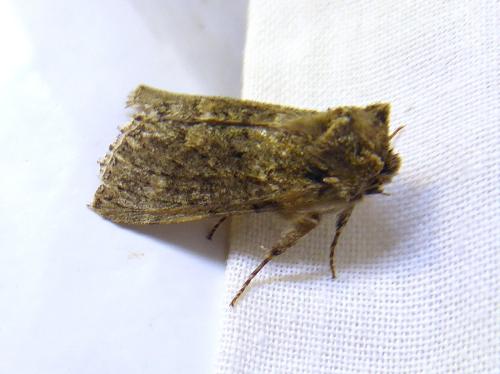 Polyploca ridens